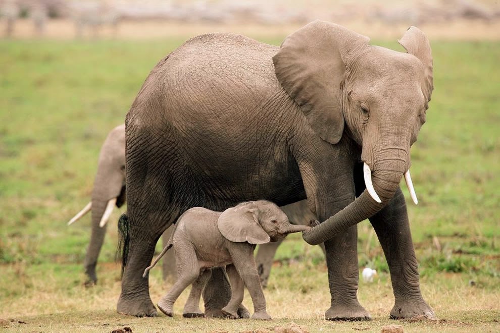 Afbeeldingsresultaat voor dierenmoeders gif