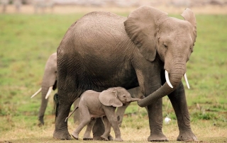 Mom-and-baby-elephants-holding-hands-or-trunks